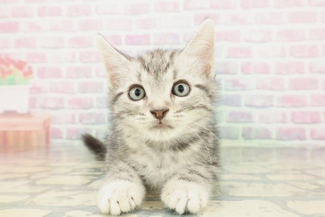 東京都のアメリカンショートヘアー (Coo&RIKU三軒茶屋店/2026年2月1日生まれ/男の子/シルバータビー)の子猫の1枚目の画像