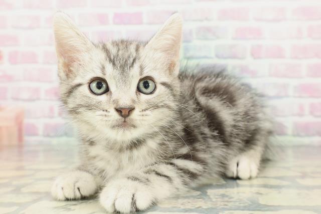 東京都のアメリカンショートヘアー (Coo&RIKU三軒茶屋店/2026年2月1日生まれ/男の子/シルバータビー)の子猫の2枚目の画像