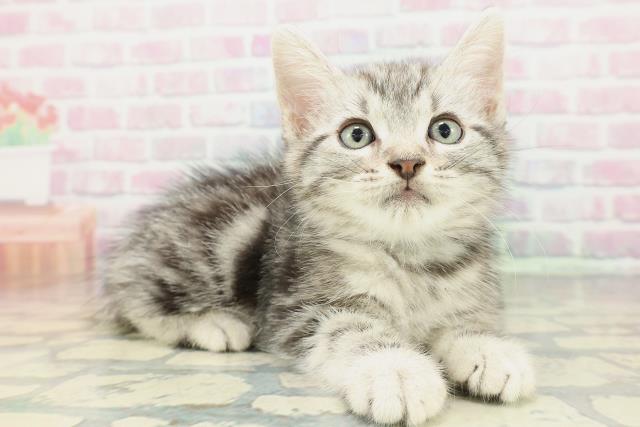 東京都のアメリカンショートヘアー (Coo&RIKU三軒茶屋店/2026年2月1日生まれ/男の子/シルバータビー)の子猫の3枚目の画像