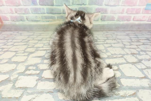 東京都のアメリカンショートヘアー (Coo&RIKU三軒茶屋店/2026年2月1日生まれ/男の子/シルバータビー)の子猫の4枚目の画像