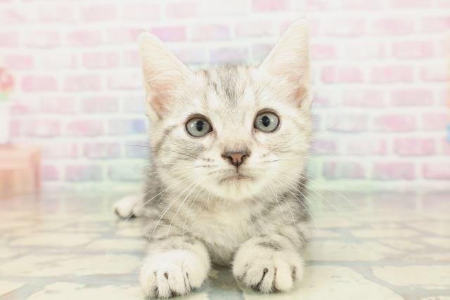 東京都のアメリカンショートヘアー (Coo&RIKU阿佐ヶ谷店/2026年2月1日生まれ/女の子/シルバーパッチドタビー)の子猫