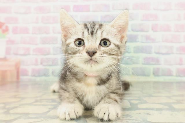 東京都のアメリカンショートヘアー (Coo&RIKU秋葉原店/2026年2月1日生まれ/女の子/シルバーパッチドタビー)の子猫の1枚目の画像