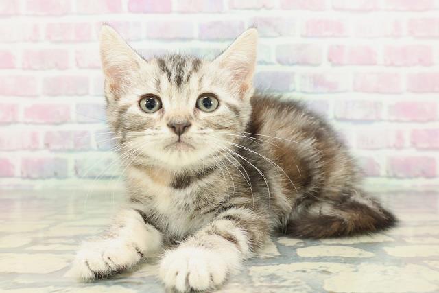東京都のアメリカンショートヘアー (Coo&RIKU秋葉原店/2026年2月1日生まれ/女の子/シルバーパッチドタビー)の子猫の2枚目の画像