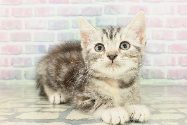 東京都のアメリカンショートヘアー (Coo&RIKU秋葉原店/2026年2月1日生まれ/女の子/シルバーパッチドタビー)の子猫の3枚目の画像