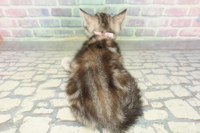 東京都のアメリカンショートヘアー (Coo&RIKU秋葉原店/2026年2月1日生まれ/女の子/シルバーパッチドタビー)の子猫の4枚目の画像