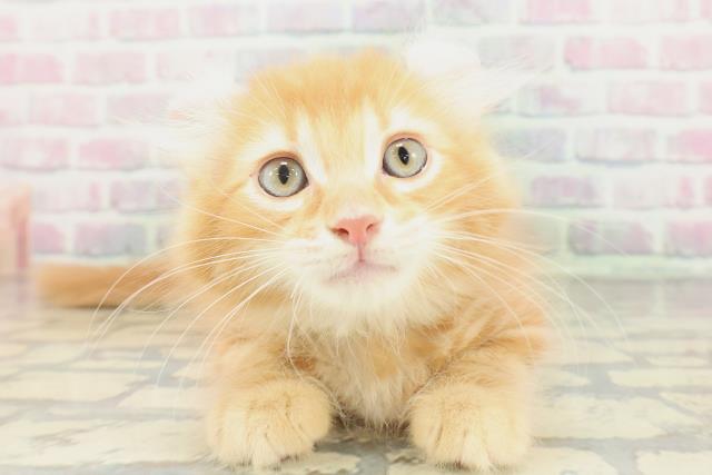 東京都のアメリカンカール (Coo&RIKU新宿三丁目店/2026年2月1日生まれ/男の子/レッドタビー)の子猫