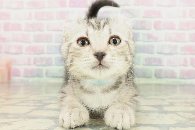 福井県のアメリカンカール (Coo&RIKU福井店/2026年1月26日生まれ/男の子/シルバータビー)の子猫の1枚目の画像