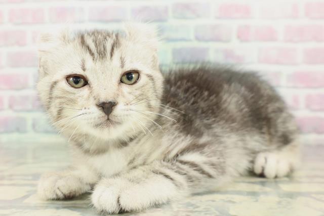 福井県のアメリカンカール (Coo&RIKU福井店/2026年1月26日生まれ/男の子/シルバータビー)の子猫の2枚目の画像