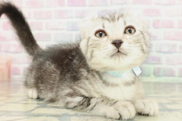 福井県のアメリカンカール (Coo&RIKU福井店/2026年1月26日生まれ/男の子/シルバータビー)の子猫の3枚目の画像