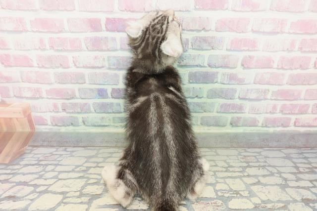 福井県のアメリカンカール (Coo&RIKU福井店/2026年1月26日生まれ/男の子/シルバータビー)の子猫の4枚目の画像