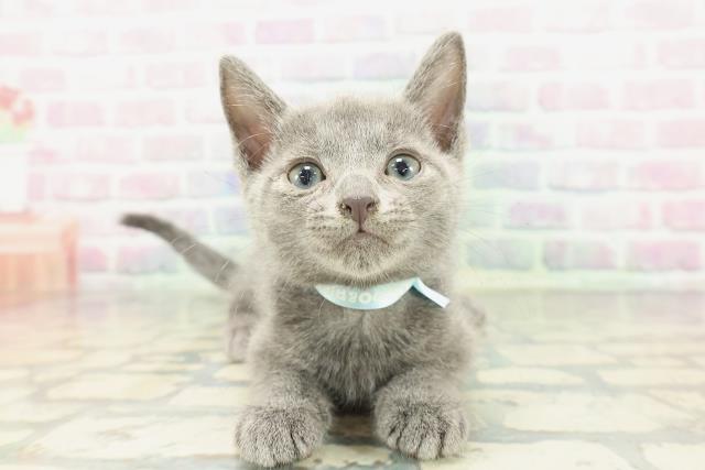 東京都のロシアンブルー (Coo&RIKU新宿三丁目店/2026年1月27日生まれ/男の子/ブルー)の子猫