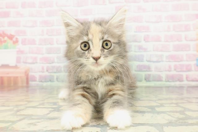 山形県のメインクーン (Coo&RIKUイオンタウン酒田店/2026年1月26日生まれ/女の子/ブルーパッチドタビーホワイト)の子猫の1枚目の画像