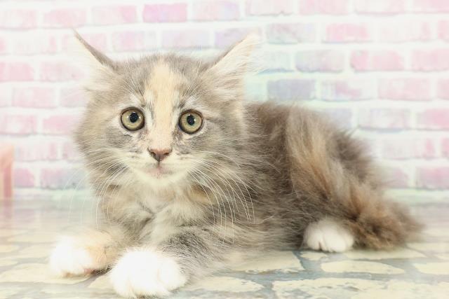 山形県のメインクーン (Coo&RIKUイオンタウン酒田店/2026年1月26日生まれ/女の子/ブルーパッチドタビーホワイト)の子猫の2枚目の画像