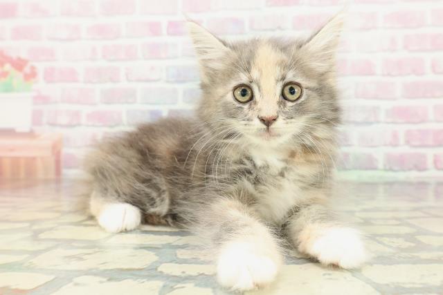 山形県のメインクーン (Coo&RIKUイオンタウン酒田店/2026年1月26日生まれ/女の子/ブルーパッチドタビーホワイト)の子猫の3枚目の画像