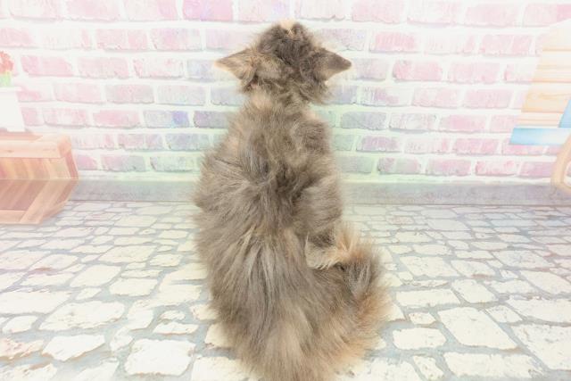 山形県のメインクーン (Coo&RIKUイオンタウン酒田店/2026年1月26日生まれ/女の子/ブルーパッチドタビーホワイト)の子猫の4枚目の画像