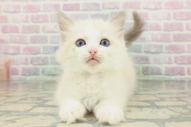 東京都のラグドール (Coo&RIKU武蔵小山店/2026年1月24日生まれ/女の子/ブルーポイントバイカラー)の子猫