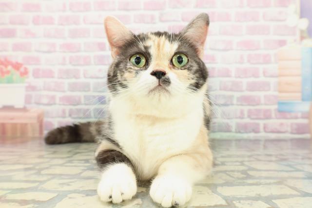 神奈川県のスコティッシュフォールド (Coo&RIKU秦野店/2025年4月4日生まれ/女の子/ブラウンパッチドタビーホワイト)の子猫の1枚目の画像