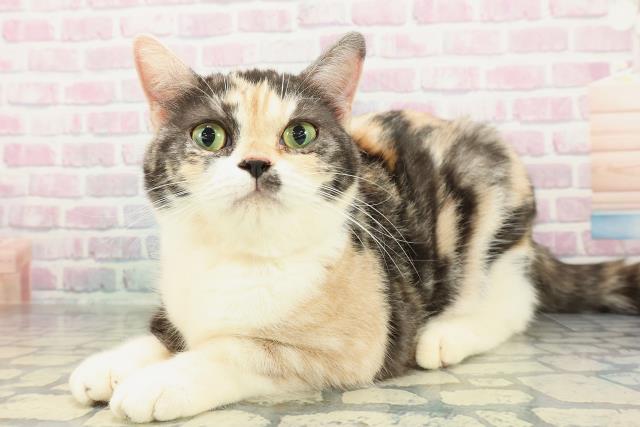 神奈川県のスコティッシュフォールド (Coo&RIKU秦野店/2025年4月4日生まれ/女の子/ブラウンパッチドタビーホワイト)の子猫の2枚目の画像