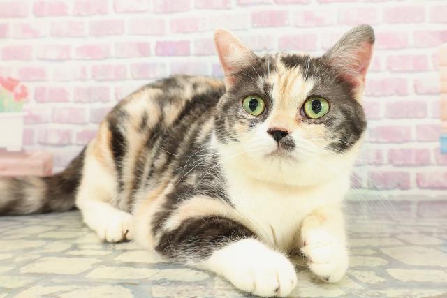 神奈川県のスコティッシュフォールド (Coo&RIKU秦野店/2025年4月4日生まれ/女の子/ブラウンパッチドタビーホワイト)の子猫の3枚目の画像