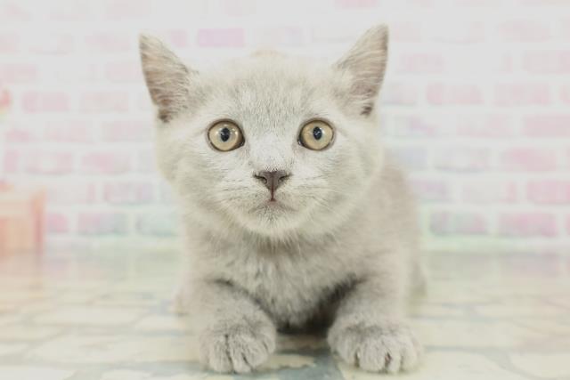 栃木県のスコティッシュフォールド (Coo&RIKU宇都宮店/2026年1月29日生まれ/男の子/ブルー)の子猫の1枚目の画像