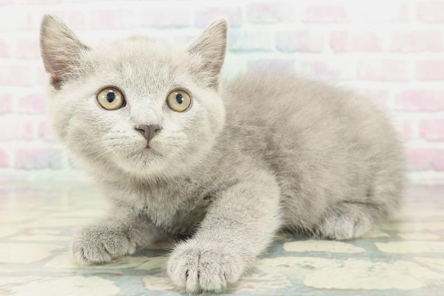 栃木県のスコティッシュフォールド (Coo&RIKU宇都宮店/2026年1月29日生まれ/男の子/ブルー)の子猫の2枚目の画像