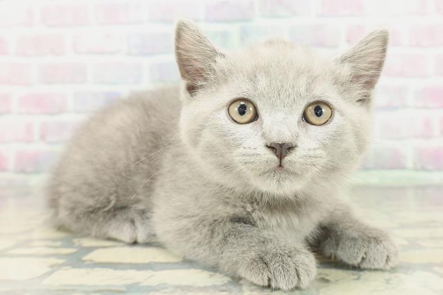 栃木県のスコティッシュフォールド (Coo&RIKU宇都宮店/2026年1月29日生まれ/男の子/ブルー)の子猫の3枚目の画像