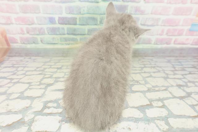 栃木県のスコティッシュフォールド (Coo&RIKU宇都宮店/2026年1月29日生まれ/男の子/ブルー)の子猫の4枚目の画像