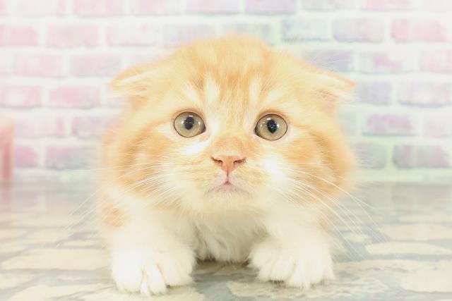 北海道のスコティッシュフォールド (Coo&RIKU札幌西店/2026年1月29日生まれ/男の子/レッドタビーホワイト)の子猫の1枚目の画像