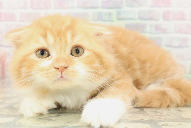 北海道のスコティッシュフォールド (Coo&RIKU札幌西店/2026年1月29日生まれ/男の子/レッドタビーホワイト)の子猫の2枚目の画像