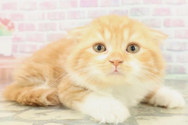 北海道のスコティッシュフォールド (Coo&RIKU札幌西店/2026年1月29日生まれ/男の子/レッドタビーホワイト)の子猫の3枚目の画像