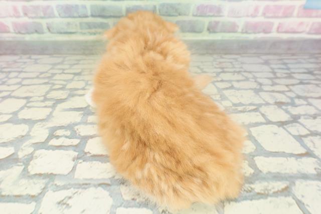 北海道のスコティッシュフォールド (Coo&RIKU札幌西店/2026年1月29日生まれ/男の子/レッドタビーホワイト)の子猫の4枚目の画像