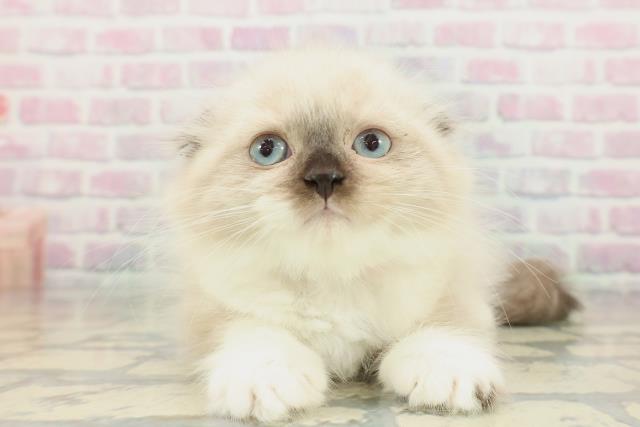 北海道のスコティッシュフォールド (Coo&RIKU札幌東店/2026年1月29日生まれ/女の子/シールリンクスポイント)の子猫の1枚目の画像