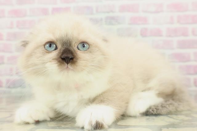 北海道のスコティッシュフォールド (Coo&RIKU札幌東店/2026年1月29日生まれ/女の子/シールリンクスポイント)の子猫の2枚目の画像