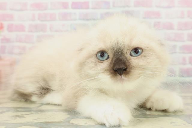 北海道のスコティッシュフォールド (Coo&RIKU札幌東店/2026年1月29日生まれ/女の子/シールリンクスポイント)の子猫の3枚目の画像