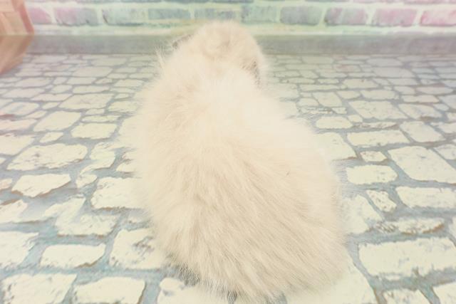 北海道のスコティッシュフォールド (Coo&RIKU札幌東店/2026年1月29日生まれ/女の子/シールリンクスポイント)の子猫の4枚目の画像