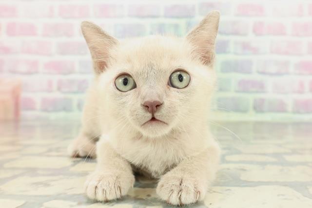 東京都のトンキニーズ (Coo&RIKU足立本店/2026年1月28日生まれ/男の子/プラチナソリッド)の子猫の1枚目の画像