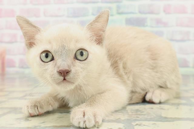 東京都のトンキニーズ (Coo&RIKU足立本店/2026年1月28日生まれ/男の子/プラチナソリッド)の子猫の2枚目の画像