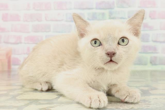 東京都のトンキニーズ (Coo&RIKU足立本店/2026年1月28日生まれ/男の子/プラチナソリッド)の子猫の3枚目の画像