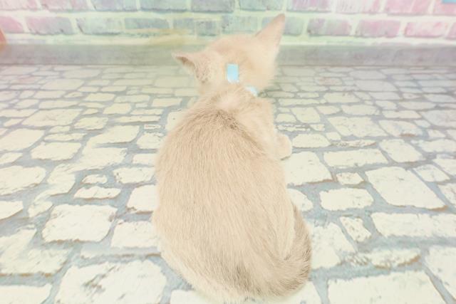 東京都のトンキニーズ (Coo&RIKU足立本店/2026年1月28日生まれ/男の子/プラチナソリッド)の子猫の4枚目の画像