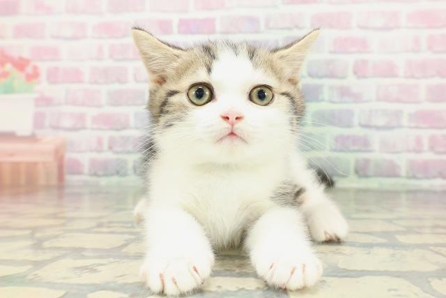 栃木県のマンチカン (Coo&RIKUFKDインターパーク店/2026年1月13日生まれ/男の子/ブラウンタビーホワイト)の子猫の1枚目の画像