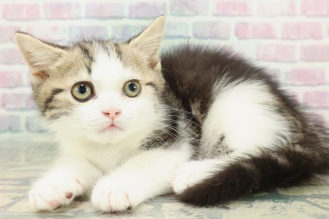 栃木県のマンチカン (Coo&RIKUFKDインターパーク店/2026年1月13日生まれ/男の子/ブラウンタビーホワイト)の子猫の2枚目の画像