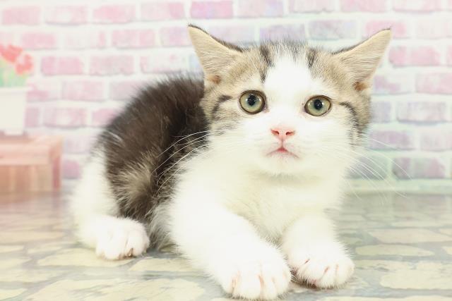 栃木県のマンチカン (Coo&RIKUFKDインターパーク店/2026年1月13日生まれ/男の子/ブラウンタビーホワイト)の子猫の3枚目の画像