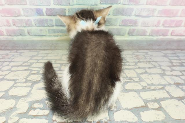 栃木県のマンチカン (Coo&RIKUFKDインターパーク店/2026年1月13日生まれ/男の子/ブラウンタビーホワイト)の子猫の4枚目の画像