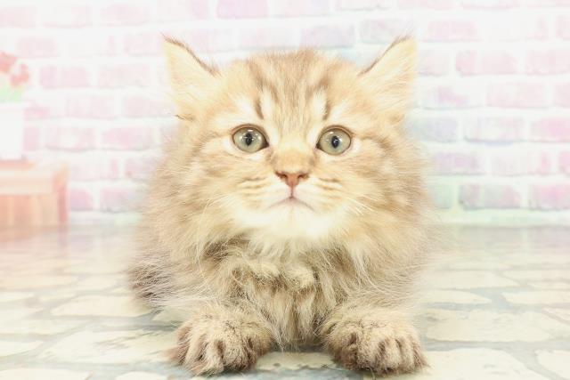 栃木県のマンチカン (Coo&RIKU宇都宮店/2026年1月13日生まれ/男の子/チョコレートタビー)の子猫の1枚目の画像