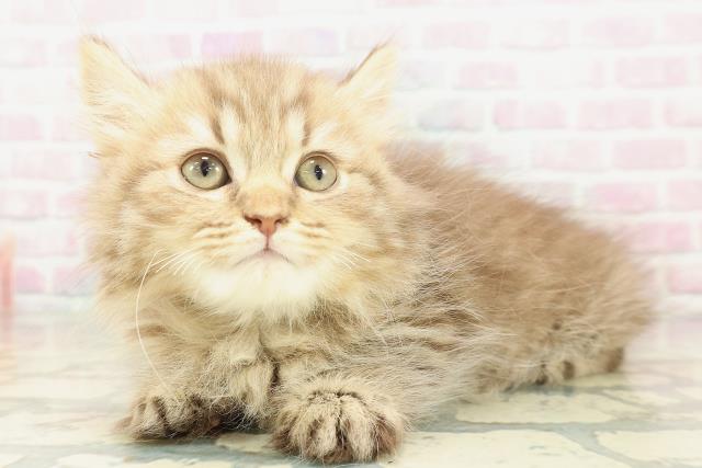 栃木県のマンチカン (Coo&RIKU宇都宮店/2026年1月13日生まれ/男の子/チョコレートタビー)の子猫の2枚目の画像