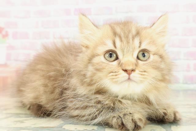 栃木県のマンチカン (Coo&RIKU宇都宮店/2026年1月13日生まれ/男の子/チョコレートタビー)の子猫の3枚目の画像