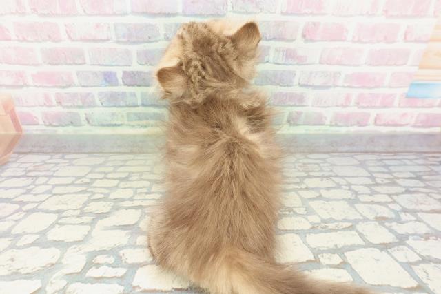 栃木県のマンチカン (Coo&RIKU宇都宮店/2026年1月13日生まれ/男の子/チョコレートタビー)の子猫の4枚目の画像