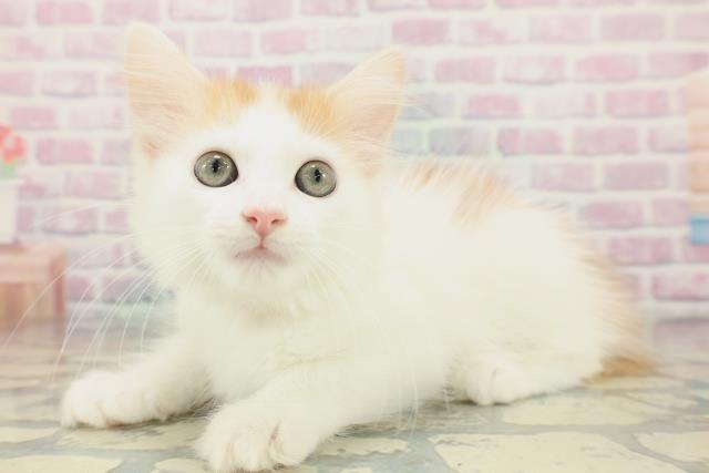 北海道のノルウェージャンフォレストキャット (Coo&RIKU札幌東店/2026年1月20日生まれ/女の子/レッドタビーホワイト)の子猫の2枚目の画像