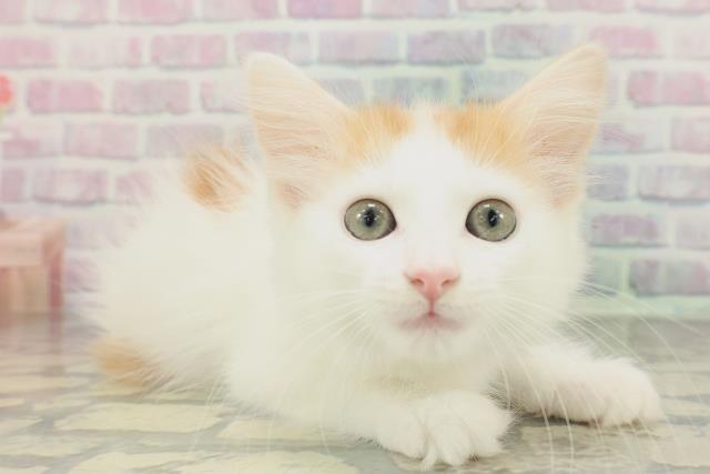 北海道のノルウェージャンフォレストキャット (Coo&RIKU札幌東店/2026年1月20日生まれ/女の子/レッドタビーホワイト)の子猫の3枚目の画像