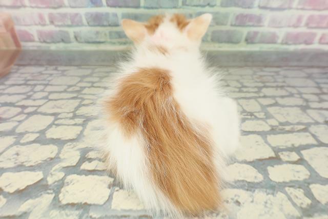 北海道のノルウェージャンフォレストキャット (Coo&RIKU札幌東店/2026年1月20日生まれ/女の子/レッドタビーホワイト)の子猫の4枚目の画像